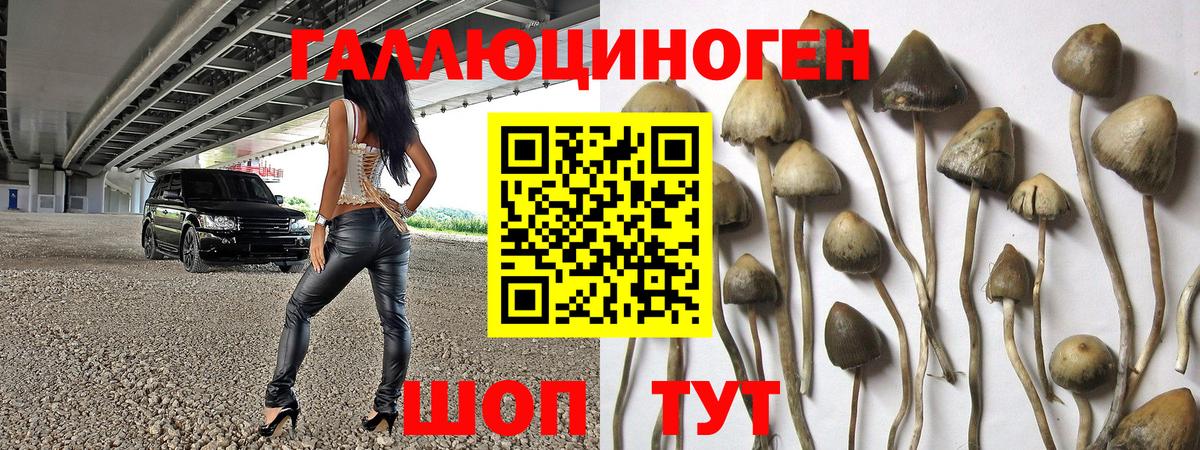 Галлюциногенные грибы Psilocybe Лыткарино